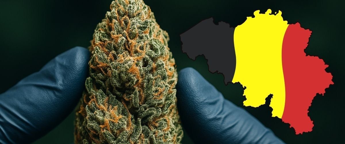 Achat CBD Belgique