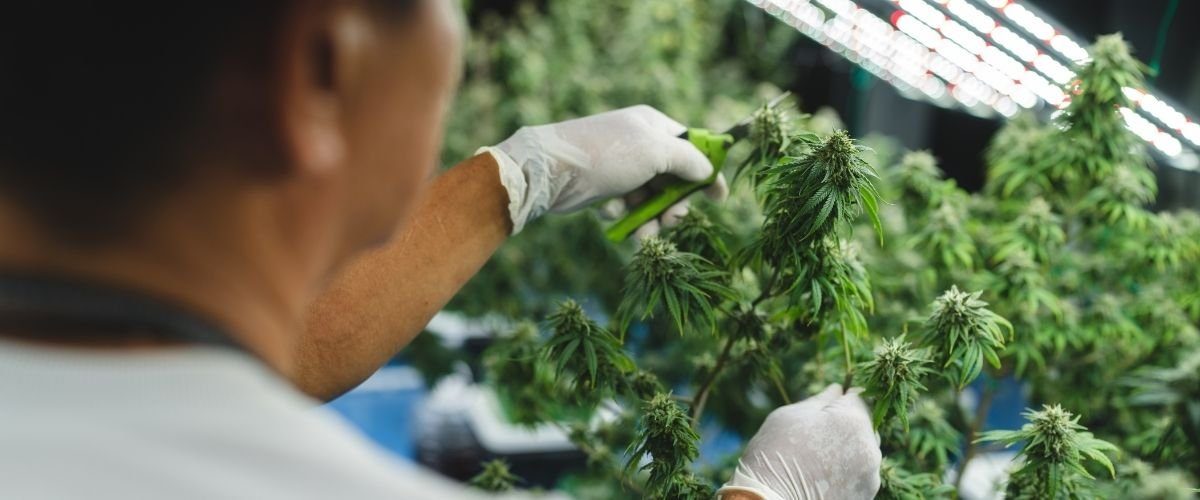 Different ways to take CBD: oil, edibles, flowers and balm