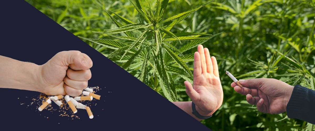 Fleurs de CBD pour arr&ecirc;ter de fumer en Belgique &mdash; Mini Buds Odile.green