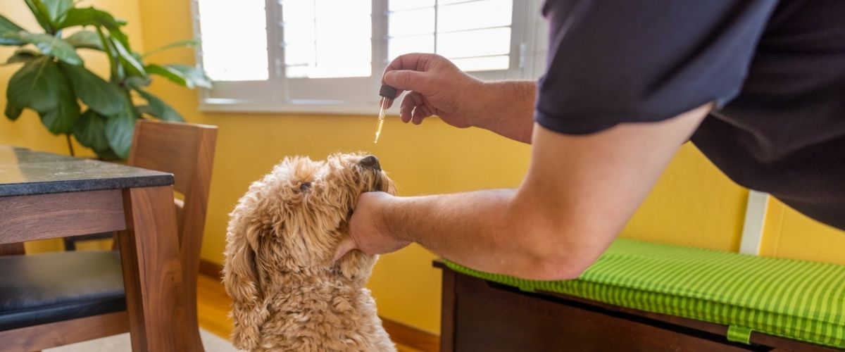 CBD pour animaux domestiques