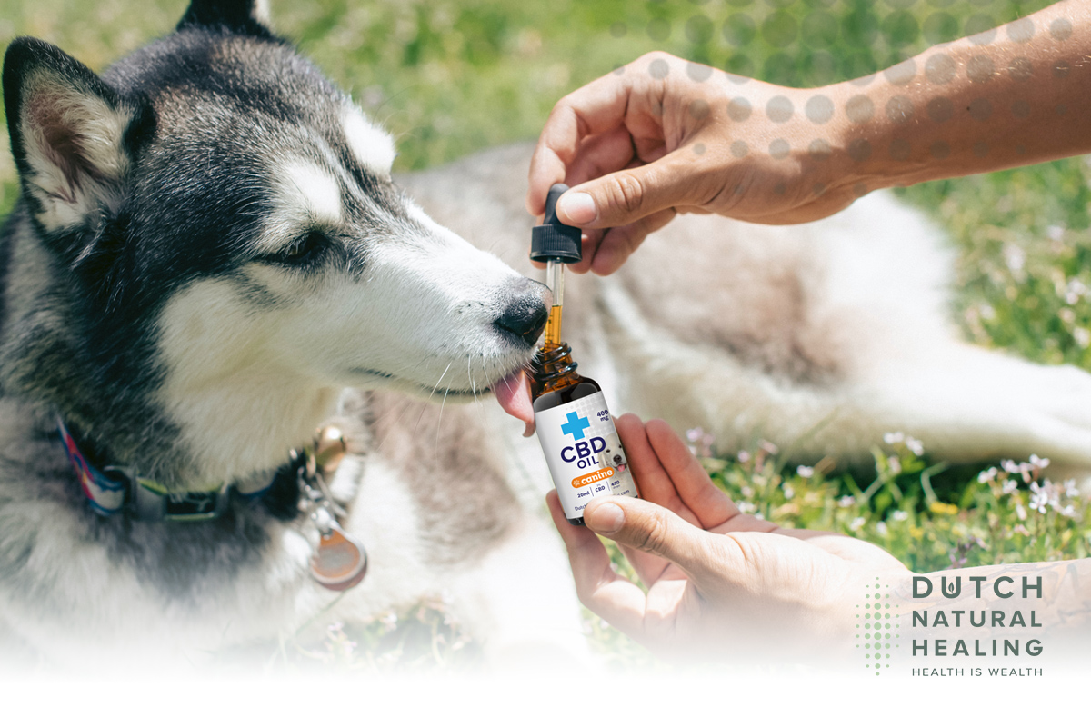 Huile CBD 4% pour Chiens - Cibapet